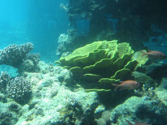 eilat 11.4.07 (35).jpg