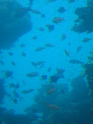 eilat 11.4.07 (37).jpg