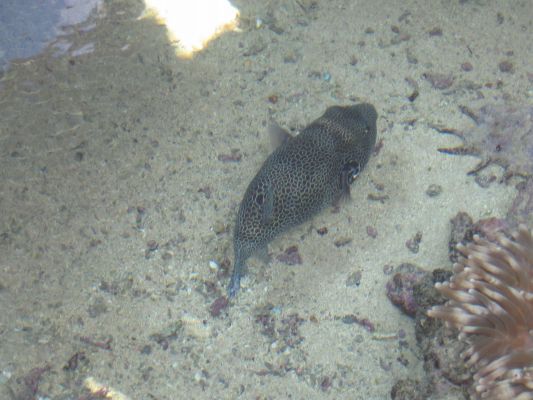 eilat 11.4.07 (7).jpg