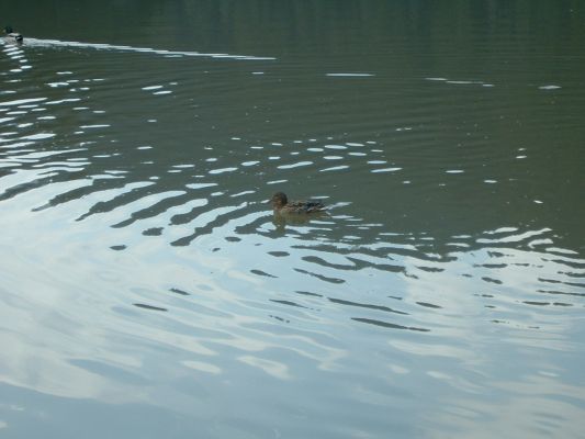 Ducks on Red Lake, Romania.
