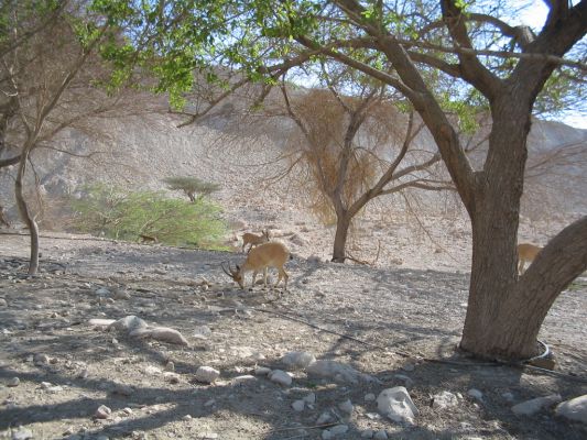 An ibex at the Ein Gedi nature reserve

