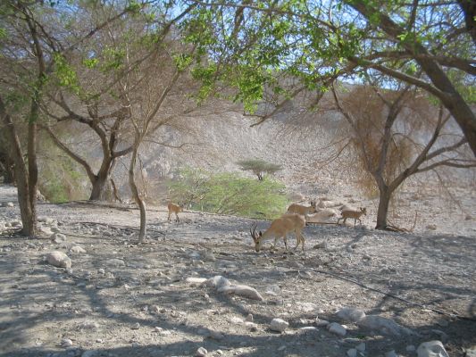 Animals at the Ein Gedi nature reserve
